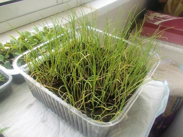 Какую рассаду стоит начинать выращивать в феврале 2022 года