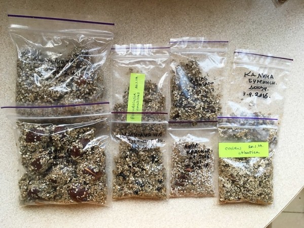 Зачем перед посадкой семена кладут в холодильник или в снег