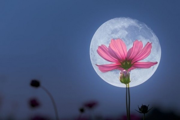 Что можно делать в феврале-марте 2022 года, придерживаясь лунного календаря огородника