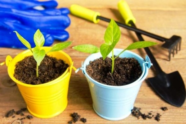 Можно ли сажать рассаду по лунному календарю сегодня, 15 февраля 2022 года: благоприятное или нет время для посева