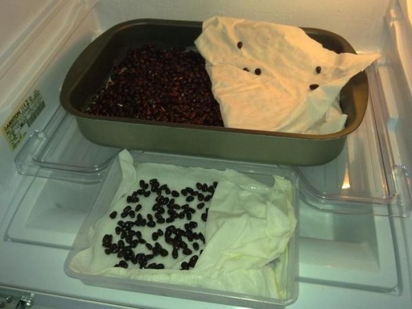 Зачем перед посадкой семена кладут в холодильник или в снег