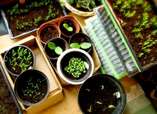 Можно ли сажать рассаду по лунному календарю сегодня, 15 февраля 2022 года: благоприятное или нет время для посева