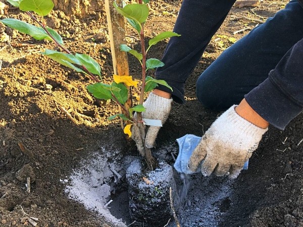 Как получить больше урожая в 2022 году