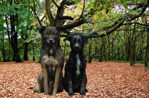 Проблема бродячих собак в России требует решения - предложения Дмитрия Давыдова