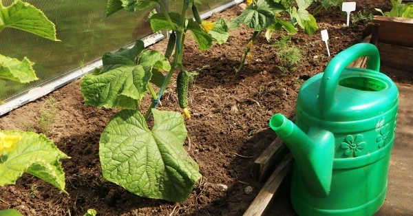 Правда ли, что аспирин поможет сделать огурцы слаще