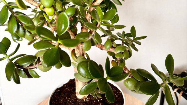 По какой причине гибнет денежное дерево: садоводы раскрыли ошибки ухода за растением