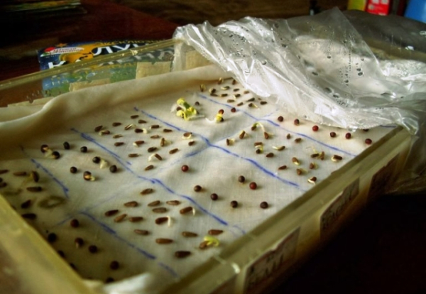 Как замачивать семена перед посадкой: топ проверенных способов для крепкой рассады и богатого урожая