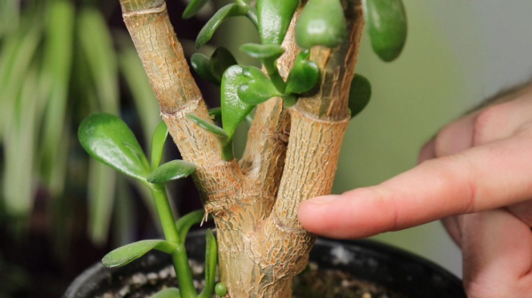 По какой причине гибнет денежное дерево: садоводы раскрыли ошибки ухода за растением