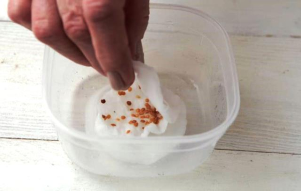 Как замачивать семена перед посадкой: топ проверенных способов для крепкой рассады и богатого урожая