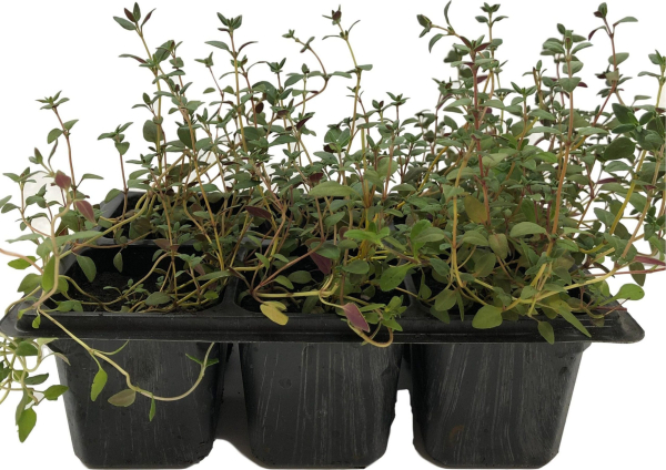 Получите ароматные листья в конце весны: 6 трав, которые стоит начать выращивать из семян уже сейчас