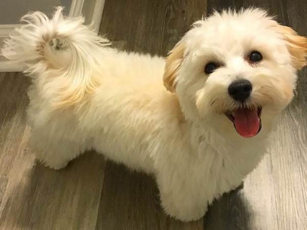 &laquo;Обманом всучили шесть больных собак&raquo;: любители животных пытаются разоблачить торговцев мальтипу