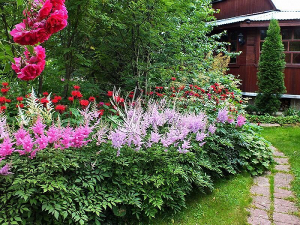 Неприхотливые многолетники для дачи: 15 красивых цветов, которые будут украшать участок без лишних хлопот
