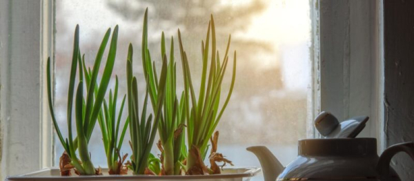Свежая зелень круглый год: как вырастить зеленый лук на подоконнике зимой