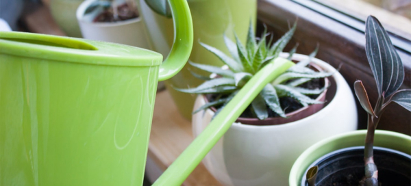 Вернуть алоэ к жизни: 7 простых шагов, чтобы спасти растение