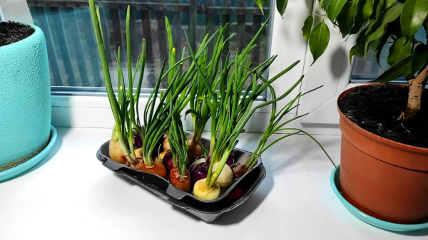 Свежая зелень круглый год: как вырастить зеленый лук на подоконнике зимой