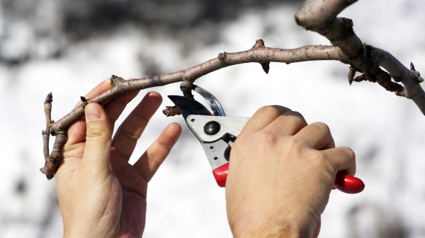 &laquo;Готовь рассаду зимой&raquo;: открываем сезон в феврале, чтобы лето было урожайным