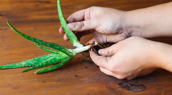 Вернуть алоэ к жизни: 7 простых шагов, чтобы спасти растение