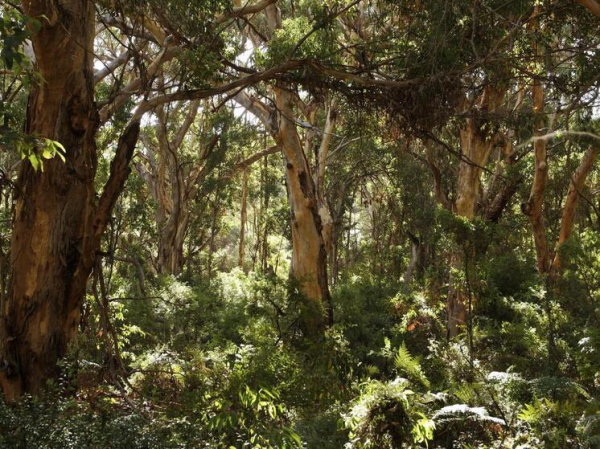 Ужасную находку костей и зубов назвали ключом к тайне исчезновения молодой туристки